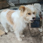 전남 구례 양정마을 봉성농장 인근에서 흰갈색 강아지 발견 보호