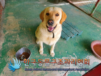 경기 동두천 봉동로 소요초등학교 후문 근처에서 래브라도 리트리버 발견 보호