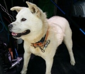 경기 수원 오목천동 권선2사거리에서 흰색 강아지 발견 보호