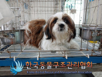 경기 양주 덕계동 덕계저수지 인근에서 시츄 발견 보호