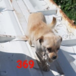 경남 사천 삼천포종합정비에서 황색 강아지 발견 보호