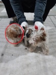 전남 보성 노동면 감정리 229에서 갈색 강아지 3마리 발견 보호