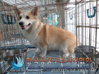 서울 송파구 마천동 상가 화장실에서 웰시 코기 발견 보호