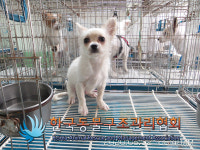 서울 강서구 허준로 175 가양6단지에서 흰색 강아지 발견 보호