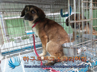 서울 동대문구 휘경동에서 갈검흰색 강아지 발견 보호