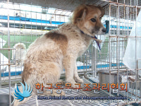 경기 포천 옥수로 262번길에서 갈검흰색 강아지 발견 보호