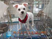 경기 구리 장자대로 부양초등학교 인근에서 말티즈 발견 보호