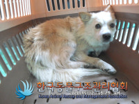 경기 동두천 삼육사로 가마소 입구 사거리에서 갈흰색 강아지 발견 보호