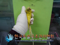 서울 노원구 한글비석로 보람아파트에서 잉꼬 발견 보호..윙컷