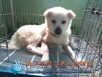 서울 강남구 도곡로 203에서 연갈색 강아지 발견 보호