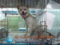 경기 포천 소흘읍 이동교리 781-76에서 흰색 강아지 발견 보호