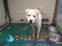 경기 의정부 호국로 1332번길 55에서 갈흰색 강아지 발견 보호