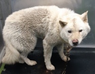 충북 제천 제천북로 735에서 흰색 강아지 발견 보호