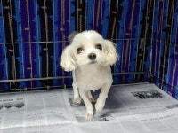 경남 창원 필용동 극동아파트 앞 횡단보도에서 말티즈 발견 보호..짧게 미용