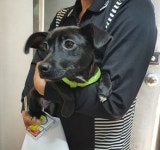 울산 울주 온양읍 발리동천 부근에서 까만 강아지 발견 보호..어깨끈 착용