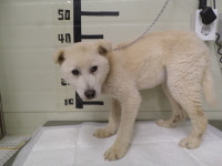 경기 가평 상면 펜션 마당에서 흰색 강아지 발견 보호