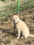 강원 양양 손양면 동해대로 1783-9에서 흰색 강아지 발견 보호