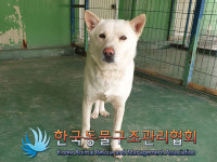 경기 연천 옥산리 연천군공설운동장 일대에서 흰색 강아지 발견 보호
