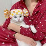 꽃미모 고양이가 얼굴로 문 여는 법..얼굴 그렇게 쓸 거면 나 줘