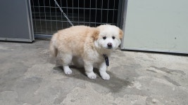 경북 경산 진량읍 봉회리에서 크림색 강아지 발견 보호.전봇대에 묶여져 있었음