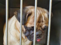 충남 예산 예산읍 관양산길 36-4에서 퍼그 발견 보호