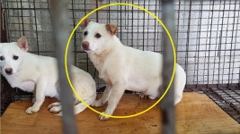 경남 남해 삼동면 봉화리에서 흰색 강아지 발견 보호