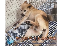 서울 강남구 자곡로 한양수자인아파트에서 갈흰색 강아지 발견 보호