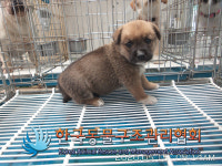 서울 강남구 압구정동 한강공원에서 갈검흰색 강아지 발견 보호