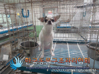 서울 강남구 자곡로 114에서 치와와 발견 보호