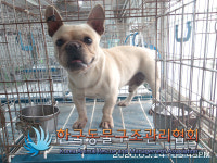 서울 성북구 화랑로 5길 91에서 프렌치 불독 발견 보호