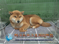 서울 동대문구 제기로29길 교회 뒷마당에서 시바 발견 보호