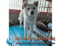 경기 구리 사노동 306에서 흰색 강아지 발견 보호