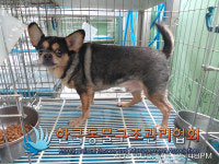 경기 구리 수택동 백합빌라 인근에서 치와와 발견 보호