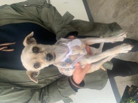 전남 광양 광양읍 서산길 흥안애르가 주변에서 베이지색 강아지 발견 보호