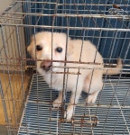 강원 정선 고한로 36에서 연갈색 강아지 발견 보호