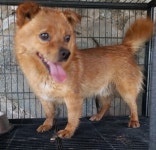 경북 청도 금천면 동곡1길 62-31에서 황색 강아지 발견 보호