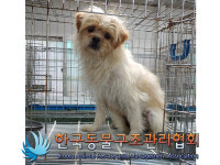경기 포천 창수면 주원리 802-2에서 연갈색 강아지 발견 보호
