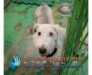 경기 의정부 입석로 버스정류장에서 올드 잉글리쉬 쉽독 2마리 발견 보호