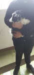 전북 군산시 개정초등학교 부근에서 시츄 발견 보호