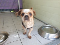 경북 포항 남구 중섬로 97-1에서 시츄 발견 보호