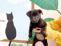 경북 포항 덕장길 224 인근에서 흑색 강아지 발견 보호