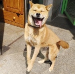 광주 광산구 하남동에서 진돗개 발견 보호..파란 목줄에 순하다