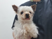 인천 서구 가석파출소에서 요크셔 테리어 발견 보호..남의 집앞에 유기