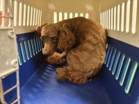 부산 금정 서부로2 세웅병원 앞에서 푸들 발견 보호