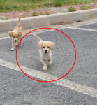 충남 청양 목면 신흥리 쉼터에서 갈색 강아지 발견 보호
