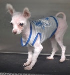 충북 제천 부부한의원 사거리 부근에서 말티즈 발견 보호