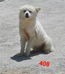 경남 사천 통양3길 31에서 흰색 강아지 발견 보호