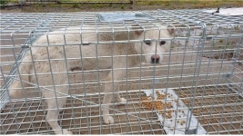 경남 고성 하이면 하이로 627-100에서 흰색 강아지 발견 보호