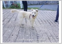 대전 중구 목동 목양마을아파트에서 진돗개 발견 보호