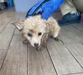 경기 파주 월롱면 통일로 642번길 127에서 연갈색 강아지 발견 보호